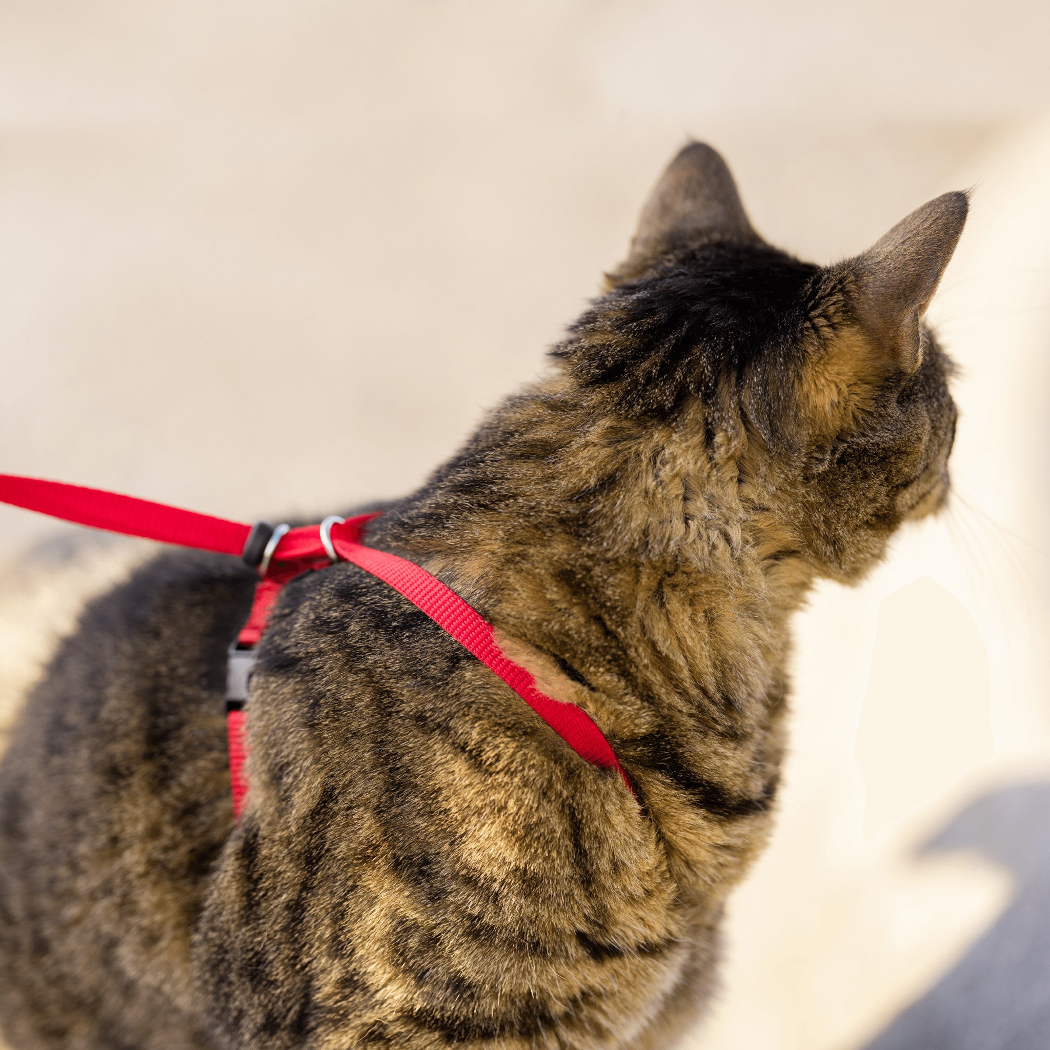 Harnais pour chats Easy Walk™ – PetSafe® Belgium
