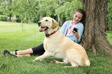 Charger l&#39;image dans la galerie, Collier-récepteur supplémentaire Add-A-Dog® pour chien têtu pour le système anti-fugue sans fil STAY &amp; PLAY® Wireless Fence
